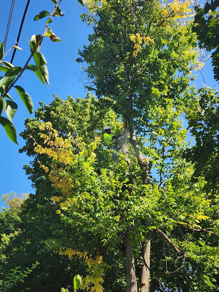 Tree Trimming image.